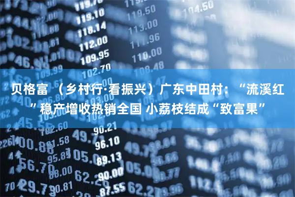 贝格富 （乡村行·看振兴）广东中田村：“流溪红”稳产增收热销全国 小荔枝结成“致富果”